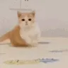 y_boom