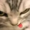 y_bleh
