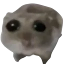 hamstersad