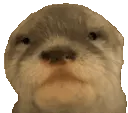 Plink