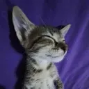 catWut