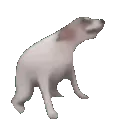 doggy