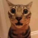 cnfusdcat