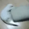 catSpin