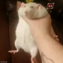 Rat_Grab
