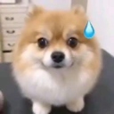 MS_DogSweat Discord emoji