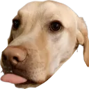 BoeTongue