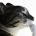 thinker thinker
