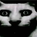 cat_staring