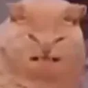 cat_uhhh