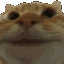 yescatfast