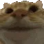 yescatfast