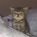catAwake