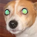 390859dawg