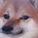 5568wholesomedoge