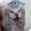chegaa