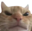 angry_cat