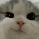 smug_cat