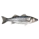 Feesh