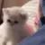catbeatup