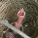 SUDOSCREAMIMAGETOGOWITH