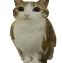 catowl