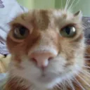 cat_stare