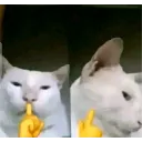 cat_shhh