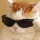 coolcat
