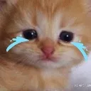 sadcat