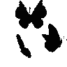 black_butterflies