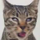 evilcat1