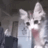 Yo_Dap_Kitten