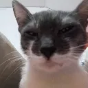 jei_sus_cat