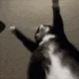 cat_dance