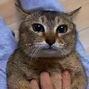 kittyrants1