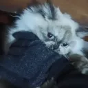 Bellaassasinationattempt