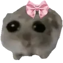 bowhampster