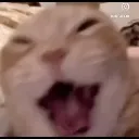 kittylaugh kittylaugh