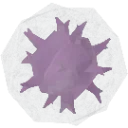 Chaos_Seed