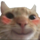 :cat_blush: