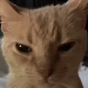 angycat