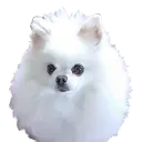 elsa_doggo