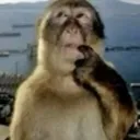 monkey_hmmm