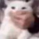 shutup_cat
