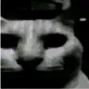 dark_cat