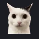 CatShock