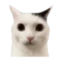 Catshocked