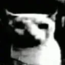 cat_doom