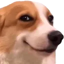 Dog_Smile